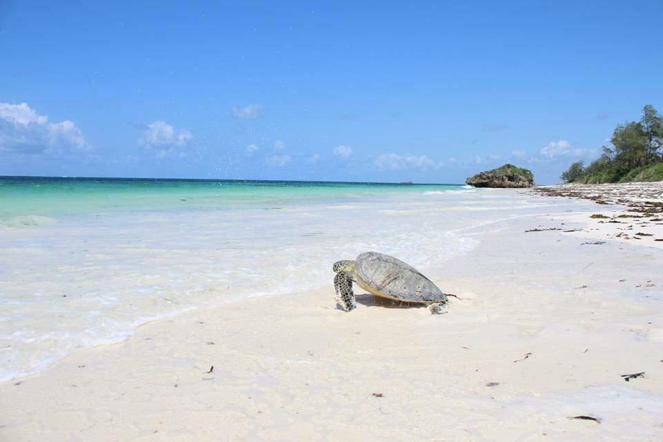 Villa Isla Del Amore Watamu Dış mekan fotoğraf